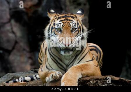 portrait d'un tigre de sumatra Banque D'Images