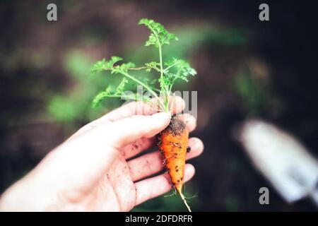 Femme récoltant des carottes dans le jardin de l'arrière-cour Banque D'Images