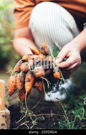 Femme récoltant des carottes dans le jardin de l'arrière-cour Banque D'Images