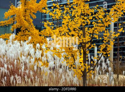 Jaune Miscanthus Ginkgo biloba en automne herbe à des scènes urbaines modernes, contraste coloré Banque D'Images