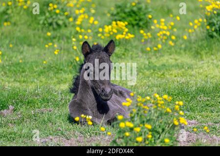 Cheval islandais (Equus ferus caballus / Equus Scandinavicus), poulain reposant dans la prairie en été, Islande Banque D'Images