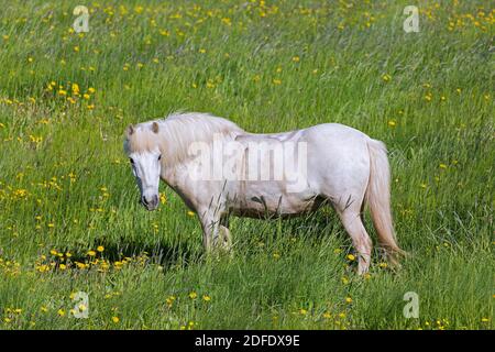 Cheval blanc islandais (Equus ferus cabaallus / Equus Scandinavicus) dans un pré en été, Islande Banque D'Images