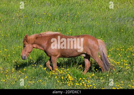 Cheval islandais brun (Equus ferus caballus / Equus Scandinavicus) dans un pré en été, Islande Banque D'Images