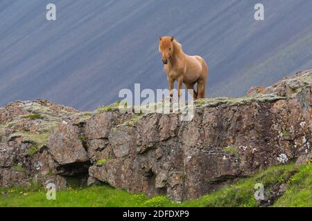 Cheval islandais brun (Equus ferus caballus / Equus Scandinavicus) sur roche en été, Islande Banque D'Images