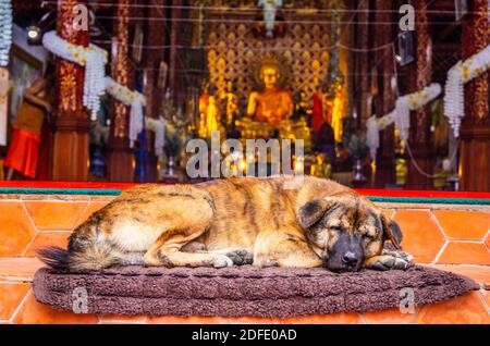 un chien endormi devant un temple dans le Vieille ville de Chiang Rai Thaïlande Asie Banque D'Images