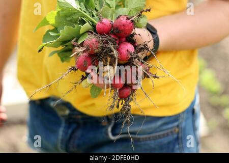 Bouquet de radis rouges fraîchement cueillis dans les mains des femmes à ferme Banque D'Images