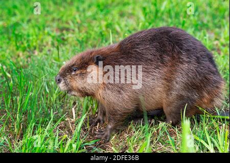 Castor adulte (Castor canadensis) S'assoit sur l'herbe à gauche l'été - animal captif Banque D'Images