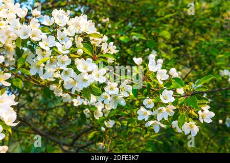 Vrai blanc perlé, fleurs de pommier. De belles fleurs de printemps Banque D'Images