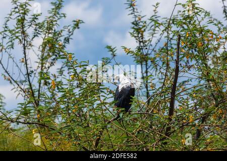 Aigle à poissons africains assis dans les arbres du lac Hago, parc national d'Akagera, Rwanda oriental, Afrique Banque D'Images