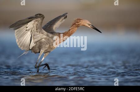 Un aigrette rougeâtre sur la plage en Floride Banque D'Images