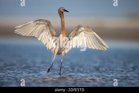 Un aigrette rougeâtre sur la plage en Floride Banque D'Images