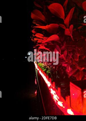 Bush surréaliste illuminé par des lumières rouges de Noël dans un jardin à l'avant la nuit. Banque D'Images