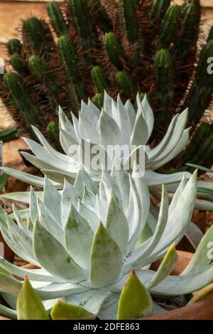 Dudleya farinosa en gros plan montrant les feuilles succulentes, les modèles dans la nature Banque D'Images