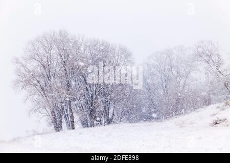 Fremont Cottonwood arbres dans la tempête de neige de novembre; Vandaveer Ranch; Salida; Colorado; États-Unis Banque D'Images