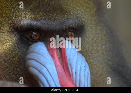 Gros plan d'un jeune mandrill Banque D'Images