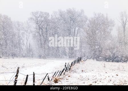 Fremont Cottonwood arbres dans la tempête de neige de novembre; Vandaveer Ranch; Salida; Colorado; États-Unis Banque D'Images