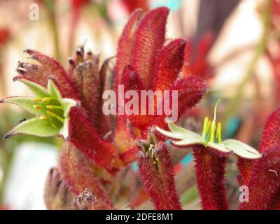 Fleur de la Paw de kangourou : gros plan 'Anigozanthos flavidus' Banque D'Images