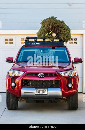 Arbre de Noël fraîchement coupé sur le toit de Toyota 4Runner SUV; Salida; Colorado; États-Unis Banque D'Images