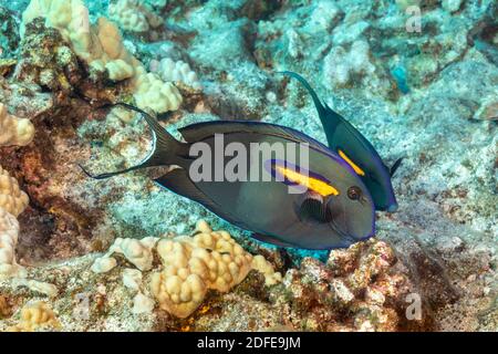 Une paire de surpoissons orangés, Acanthurus olivaceus, sont photographiés ici et paissent au-dessus d'un récif de corail dur à Hawaï. Banque D'Images