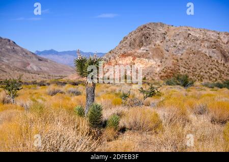 Des yuccas sont vus près du monument national de Butte d'Or, le mardi 10 novembre 2020, près de Mesquite, au Nevada (Dylan Stewart/image of Sport) Banque D'Images