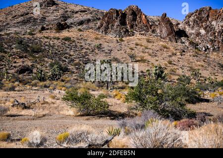 Des yuccas sont vus près du monument national de Butte d'Or, le mardi 10 novembre 2020, près de Mesquite, au Nevada (Dylan Stewart/image of Sport) Banque D'Images