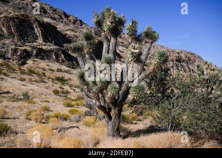 Des yuccas sont vus près du monument national de Butte d'Or, le mardi 10 novembre 2020, près de Mesquite, au Nevada (Dylan Stewart/image of Sport) Banque D'Images