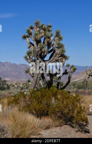 Des yuccas sont vus près du monument national de Butte d'Or, le mardi 10 novembre 2020, près de Mesquite, au Nevada (Dylan Stewart/image of Sport) Banque D'Images