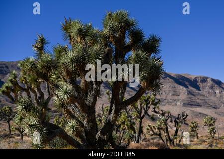 Des yuccas sont vus près du monument national de Butte d'Or, le mardi 10 novembre 2020, près de Mesquite, au Nevada (Dylan Stewart/image of Sport) Banque D'Images