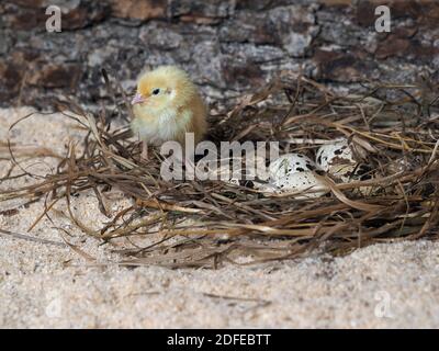 Caille nouveau-né dans un nid avec des œufs de caille Banque D'Images
