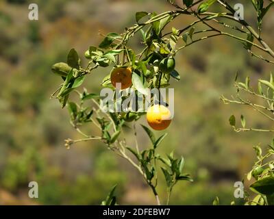 Un cliché sélectif de citrons qui poussent sur un arbre Banque D'Images