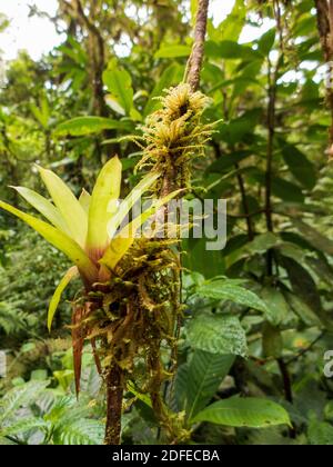 Randonnée dans la forêt tropicale du Costa Rica. Les broméliades, les fougères, la sélaginella et d'autres épiphytes poussent sur les arbres. Il y a tellement de tons verts différents. Banque D'Images