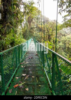 Pont suspendu en métal dans la forêt tropicale du Costa Rica. Avec une vue magnifique sur les arbres de la forêt tropicale. , Banque D'Images