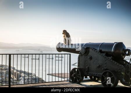 Macaque à gibraltar, en Europe. Banque D'Images