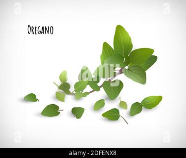 Plantes et feuilles d'origan isolées. Épices herbes concept. Lettrage origan. Éléments pour la conception de sites Web sur fond de vignette. Illustration vectorielle. Illustration de Vecteur