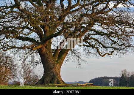 400 Jahre alte Eiche à Melle, Niedersachsen, Banque D'Images