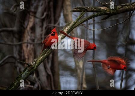 Un cardinal mâle dans une séance et deux vols pose un matin gris d'hiver. Image composite. Banque D'Images