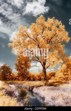 Image infrarouge de fausse couleur d'un grand arbre de coton sur le côté d'une crique dans le comté de Jackson, Indiana. Banque D'Images