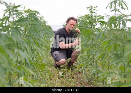 Exclusif - Jouany Chateau, agriculteur et producteur de Gentioux-Pigerolles (Creuse), a commencé la production de cannabis thérapeutique ( Finola & Santhica 70) dans sa ferme BIO de Pigerolles le 3 août 2020, en France. Photo de David Niviere/ABACAPRESS.COM Banque D'Images