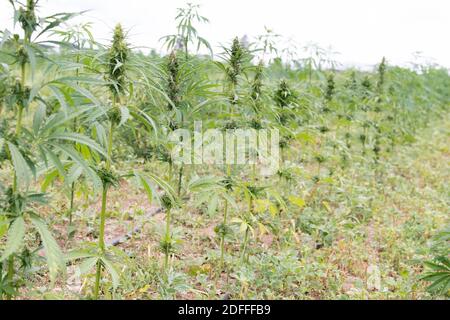 Exclusif - Jouany Château, agriculteur et producteur de Gentioux-Pigerolles (Creuse), a commencé la production de cannabis thérapeutique ( Finola ) dans sa ferme BIO de Pigerolles le 3 août 2020, en France. Photo de David Niviere/ABACAPRESS.COM Banque D'Images