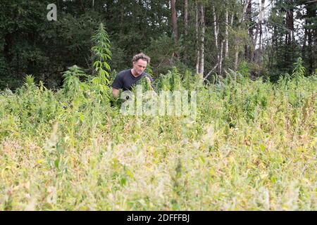 Exclusif - Jouany Chateau, agriculteur et producteur de Gentioux-Pigerolles (Creuse), a commencé la production de cannabis thérapeutique ( Finola & Santhica 70) dans sa ferme BIO de Pigerolles le 3 août 2020, en France. Photo de David Niviere/ABACAPRESS.COM Banque D'Images