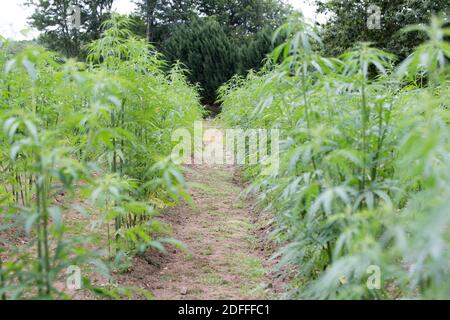 Exclusif - Jouany Chateau, agriculteur et producteur de Gentioux-Pigerolles (Creuse), a commencé la production de cannabis thérapeutique ( Finola & Santhica 70) dans sa ferme BIO de Pigerolles le 3 août 2020, en France. Photo de David Niviere/ABACAPRESS.COM Banque D'Images