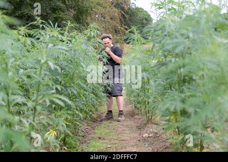 Exclusif - Jouany Chateau, agriculteur et producteur de Gentioux-Pigerolles (Creuse), a commencé la production de cannabis thérapeutique ( Finola & Santhica 70) dans sa ferme BIO de Pigerolles le 3 août 2020, en France. Photo de David Niviere/ABACAPRESS.COM Banque D'Images