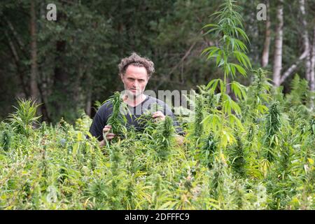 Exclusif - Jouany Chateau, agriculteur et producteur de Gentioux-Pigerolles (Creuse), a commencé la production de cannabis thérapeutique ( Finola & Santhica 70) dans sa ferme BIO de Pigerolles le 3 août 2020, en France. Photo de David Niviere/ABACAPRESS.COM Banque D'Images