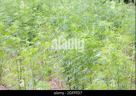 Exclusif - Jouany Chateau, agriculteur et producteur de Gentioux-Pigerolles (Creuse), a commencé la production de cannabis thérapeutique ( Finola & Santhica 70) dans sa ferme BIO de Pigerolles le 3 août 2020, en France. Photo de David Niviere/ABACAPRESS.COM Banque D'Images