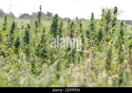 Exclusif - Jouany Chateau, agriculteur et producteur de Gentioux-Pigerolles (Creuse), a commencé la production de cannabis thérapeutique ( Finola & Santhica 70) dans sa ferme BIO de Pigerolles le 3 août 2020, en France. Photo de David Niviere/ABACAPRESS.COM Banque D'Images