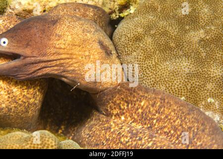 Ces deux crevettes claires plus propres, Urocaridella antonbruunii, passent devant deux anguilles de moray à yeux blancs, Gymnothorax thyrsoideus. Les crevettes Banque D'Images