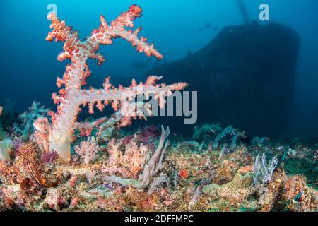 Le corail alcyonarien se tient debout sur le fond avec une éponge À 100 pieds tandis que les plongeurs (MR) en arrière-plan explorent L'épave de l'Alma Jane de Banque D'Images