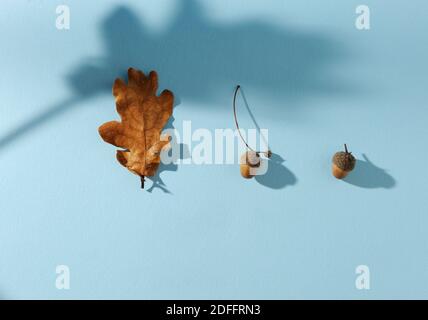 Mise en page créative composée d'une glands aux ombres dures. Concept de pose plate minimale. Arrière-plan à des fins différentes. Banque D'Images