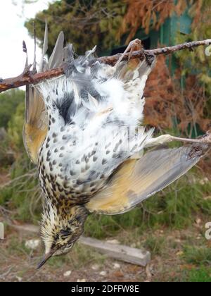 Photo du document - alors que la Commission européenne a donné trois mois à la France pour « visualiser ses méthodes de capture d'oiseaux », les chasseurs demandent que la pratique soit maintenue. La Cour suprême de France a précédemment rejeté la demande du groupe de protection des oiseaux la Ligue de protection des oiseaux (LPO) d'interdire la technique. Il a dit que les quotas fixes et saisonniers pour la chasse aux oiseaux devraient être maintenus à la place, les chasseurs ne pouvant pas dépasser ce niveau. Par conséquent, les chasseurs peuvent continuer à utiliser la méthode légalement - jusqu'aux montants des quotas - dans les Alpes-de-haute-Provence, les Alpes-Maritimes, Bouc Banque D'Images