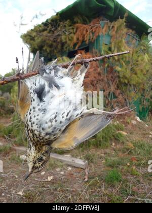 Photo du document - alors que la Commission européenne a donné trois mois à la France pour « visualiser ses méthodes de capture d'oiseaux », les chasseurs demandent que la pratique soit maintenue. La Cour suprême de France a précédemment rejeté la demande du groupe de protection des oiseaux la Ligue de protection des oiseaux (LPO) d'interdire la technique. Il a dit que les quotas fixes et saisonniers pour la chasse aux oiseaux devraient être maintenus à la place, les chasseurs ne pouvant pas dépasser ce niveau. Par conséquent, les chasseurs peuvent continuer à utiliser la méthode légalement - jusqu'aux montants des quotas - dans les Alpes-de-haute-Provence, les Alpes-Maritimes, Bouc Banque D'Images